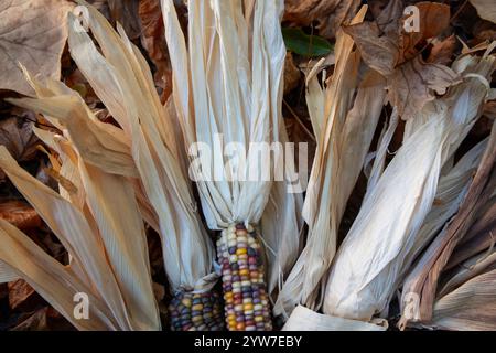 Il mais indiano, con la sua ricca gamma di chicchi multicolori in tonalità blu, rosso, giallo e marrone, è un simbolo tradizionale della stagione autunnale del raccolto. Foto Stock