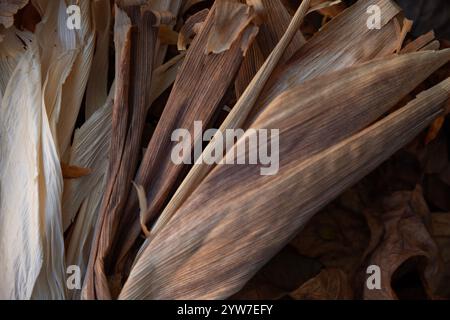 Il mais indiano, con la sua ricca gamma di chicchi multicolori in tonalità blu, rosso, giallo e marrone, è un simbolo tradizionale della stagione autunnale del raccolto. Foto Stock