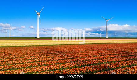 Un campo vibrante di tulipani che ondeggiano nel vento, con maestose turbine eoliche che torreggiano sullo sfondo in una soleggiata giornata primaverile nella rete Noordoostpolder Foto Stock