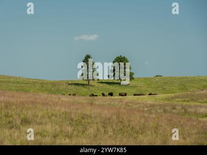 Pascolano bisonti nel parco nazionale Hills Over Wind Cave Foto Stock