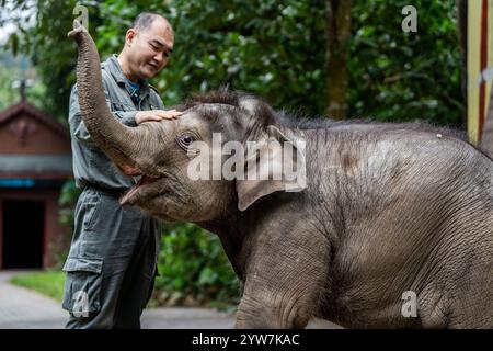 Pechino, la provincia cinese dello Yunnan. 8 dicembre 2024. Un guardiano gioca con un vitello elefante al Xishuangbanna Asian Elephant Breeding and Rescue Center nella Prefettura autonoma di Xishuangbanna dai, nella provincia dello Yunnan, nel sud-ovest della Cina, 8 dicembre 2024. Dopo oltre tre mesi di trattamento e riabilitazione, un vitello maschio ferito di elefante selvatico mostra forti segni di guarigione dopo essere stato salvato da un centro di allevamento e salvataggio di elefanti nella provincia dello Yunnan. L'elefante è migliorato fino a raggiungere il punto in cui è in grado di camminare di nuovo normalmente. Crediti: HU Chao/Xinhua/Alamy Live News Foto Stock