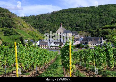 Beilstein: Uve nere mature sulle vigne e vista su Beilstein, chiesa di San Giuseppe, fiume Mosella, Renania-Palatinato, Germania Foto Stock