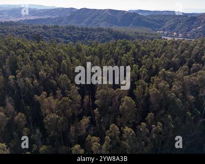 Una foresta composta principalmente da alberi di eucalipto in California, Stati Uniti. Foto Stock