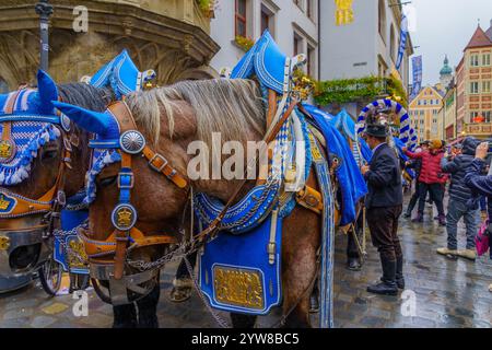 Monaco di Baviera, Germania - 5 ottobre 2024: Scena di cavalli birrifici con decorazioni tradizionali, con conduttore e folla, nella città vecchia di Monaco, Baviera, Foto Stock