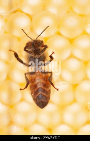 Italia, Lombardia, Glass Bee visto dal basso Hive in un mercato Foto Stock