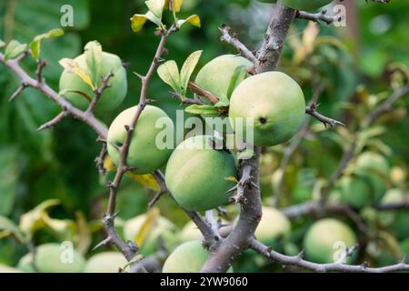 Chaenomeles cathayensis, cotogna cinese in fiore, frutti giallo-verdi sull'albero all'inizio dell'autunno. Foto Stock