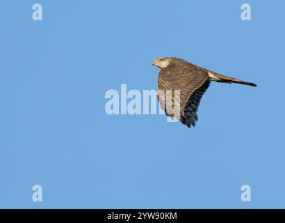 Femmina Sparrowhawk (Accipiter nisus) contro un cielo blu, Northumberland Foto Stock