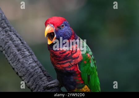 Lorikeet dai colori vivaci con il suo becco aperto, arroccato su un ramo dell'Edward Youde Aviary nel parco di Hong Kong. Foto Stock