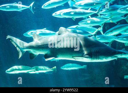 Sfoglia lo squalo tigre presso l'acquario oceanico 2 di città del Capo Foto Stock