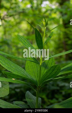 Gemme di Martagon Lily Lilium martagon nella foresta della pianura alluvionale. Foto Stock