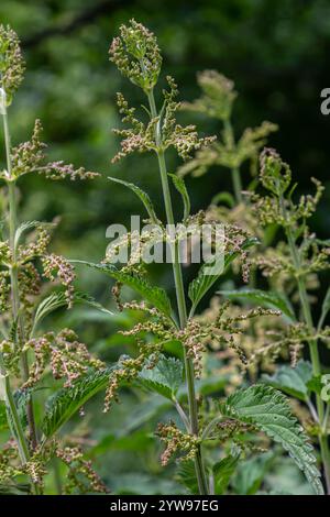 Urtica dioica o ortica puzzolente, in giardino. Ortica pungente, una pianta medicinale usata come sanguinamento, diuretico, antipiretico, cicatrizzazione delle ferite, Foto Stock