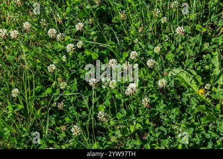 Fiori di trifoglio bianco tra l'erba. Trifolium si ritendisce. Foto Stock