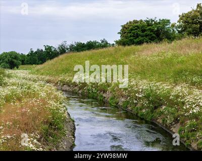 piccolo ruscello con fiori selvatici in fiore, erbe e alberi in tarda estate Foto Stock