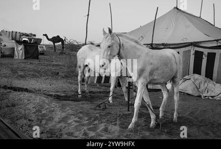 Pushkar Camel Fair Foto Stock