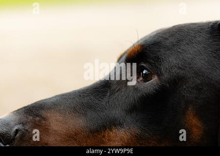 Immagine ben ritagliata di un volto di Doberman con enfasi sull'occhio e sulla linea della testa, pelliccia morbida e delicata. Foto Stock