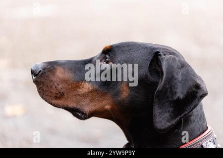 Doberman maschio con orecchie non corte che guardano fuori dalla telecamera, profilo laterale, bocca chiusa. Foto Stock