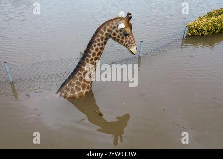 Stourport-on-Severn, Worcestershire, 10 dicembre 2024 - Dennis il dinosauro ha la pancia bagnata. - Il livello dell'acqua è salito attraverso Stourport-on-Severn lunedì, quando la tempesta Darragh ha portato gravi aree di allerta sulle inondazioni lungo il fiume Severn. Un modello di dinosauro in un campo da minigolf, chiamato Dennis dai locali che lo usano come misuratore dell'altezza delle inondazioni, è ora "altezza ventre" Geoffrey la giraffa è anche "profondità del collo" nelle vicinanze. Anche una nave pirata che arrampicava era entrata nelle acque e divenne uno scivolo d'acqua. La zona fieristica di Treasure Island è ora più isola di prima. Crediti: British News and Media/Alamy Live N Foto Stock