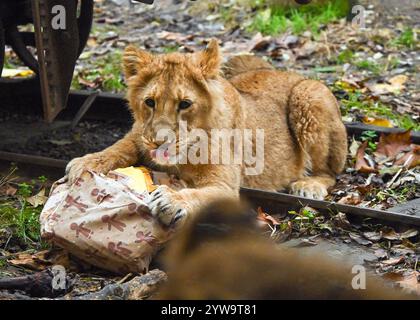 Londra, Regno Unito. 10 dicembre 2024. ***SOLO PER USO EDITORIALE*** il Natale arriva presto allo ZSL London Zoo durante una chiamata fotografica con cuccioli di leoni asiatici in via di estinzione gustando le prelibatezze natalizie allo ZSL London Zoo, Londra, Inghilterra. REGNO UNITO. Martedì 10 dicembre 2024 credito: Famous/Alamy Live News Foto Stock