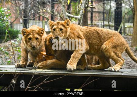 Londra, Regno Unito. 10 dicembre 2024. ***SOLO PER USO EDITORIALE*** il Natale arriva presto allo ZSL London Zoo durante una chiamata fotografica con cuccioli di leoni asiatici in via di estinzione gustando le prelibatezze natalizie allo ZSL London Zoo, Londra, Inghilterra. REGNO UNITO. Martedì 10 dicembre 2024 credito: Famous/Alamy Live News Foto Stock