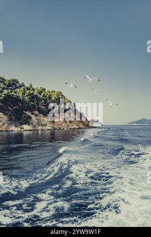 Gabbiani al largo della costa greca dell'isola di Skiathos, Grecia, Europa Foto Stock