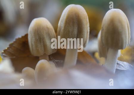 Mica tintinnabuli (Coprinus micaceus), Emsland, bassa Sassonia, Germania, Europa Foto Stock