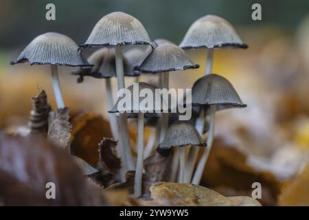 Mica tintinnabuli (Coprinus micaceus), Emsland, bassa Sassonia, Germania, Europa Foto Stock