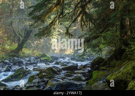 Una cascata scorre attraverso la lussureggiante foresta pluviale di Hoh nell'Olympic National Park, Washington, circondata da muschi vibranti, felci e verde denso Foto Stock