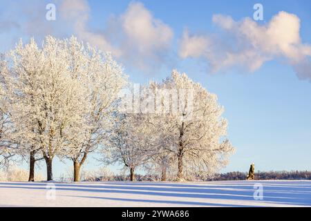 Alberi ghiacciati in un parco con una persona che cammina con un cane una fredda giornata invernale Foto Stock