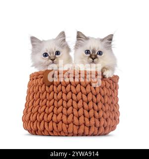 2 simpatici gattini sacri Borman, seduti insieme nel cestino. Guardando verso la fotocamera con occhi blu profondi. Isolato su sfondo bianco. Foto Stock