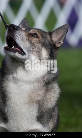 Vallhund svedese che guarda in alto verso il loro gestore Foto Stock