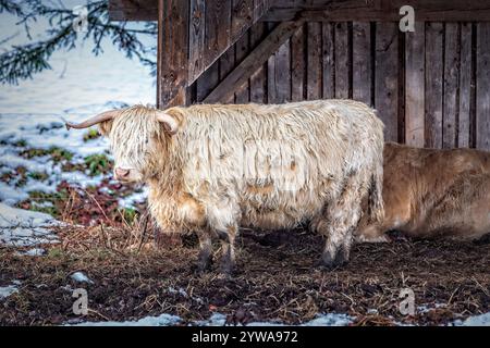 Ritratto di una mucca marrone delle Highland nella neve Foto Stock