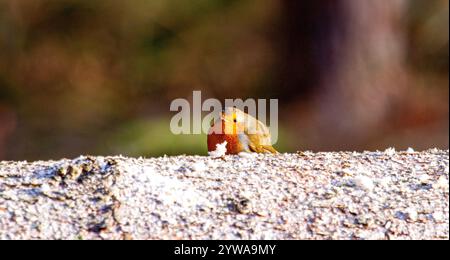 Dundee, Tayside, Scozia, Regno Unito. 10 dicembre 2024. Flora e fauna selvatiche del Regno Unito: Templeton Woods a Dundee ha un sole freddo e gelido di dicembre che mette in evidenza la bellezza naturale di un accogliente uccello Robin Redbreast arroccato su un albero vicino rispondendo ai suoni stridenti di uno smartphone e nutrendosi di briciole di pane pose per le fotografie. Crediti: Dundee Photographics/Alamy Live News Foto Stock