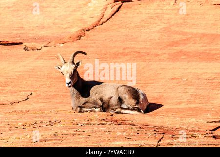 Una capra si stende su una superficie rocciosa. La capra è marrone e bianca Foto Stock