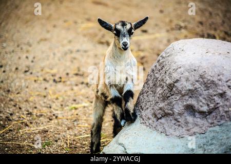 Una piccola capra sta su una roccia in un campo. La capra è piccola e marrone con macchie nere Foto Stock