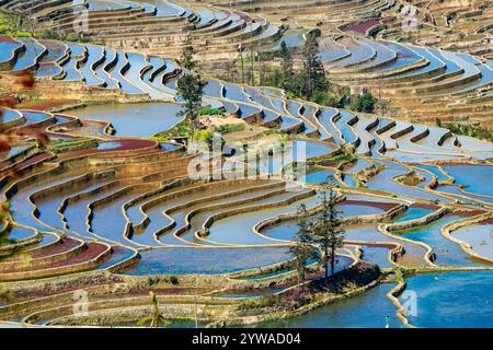 Vista aerea del terrazzo di riso di Yuanyang all'alba, provincia dello Yunnan, Cina Foto Stock