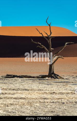 Deadvlei (o Dead Vlei), alberi morti e dune di sabbia a Sossusvlei, parco nazionale Namib Naukluft, paesaggio panoramico della Namibia, Africa Foto Stock