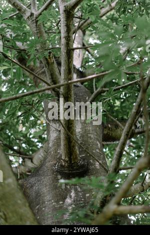Primo piano del tronco di un grande albero, evidenziandone la consistenza ruvida e i motivi naturali, perfetto per la natura, la silvicoltura o i temi ambientali Foto Stock