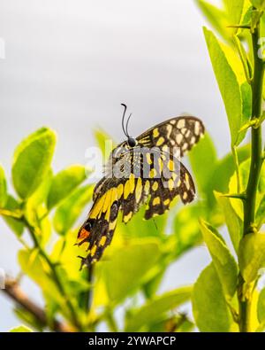 Una farfalla di limone in fase di atterraggio su una pianta Foto Stock