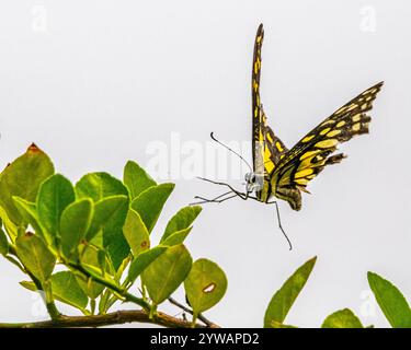 Una farfalla di limone atterra su una pianta di limone Foto Stock