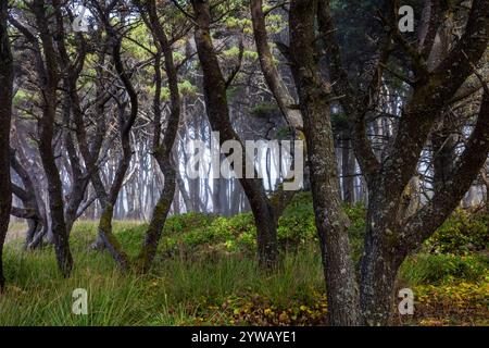 Pino costiero, Pinus contorta var. Contorta, foresta lungo la costa dell'Oregon a sud di Waldport, Stati Uniti Foto Stock