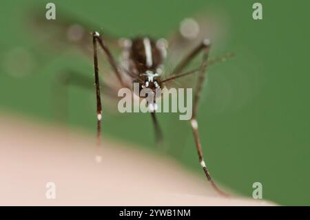 Femmina della zanzara asiatica della tigre (Aedes albopictus) che morde sulla pelle umana e si allatta per generare un nuovo lotto di uova. Invasiva, potenzialmente malattia Foto Stock