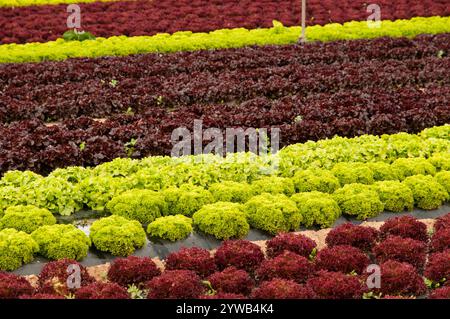 El Prat de Llobregat, Spagna - 18 aprile 2012: Lattuga (Lactuca sp.) Coltivato organicamente in una serra, Spagna Foto Stock