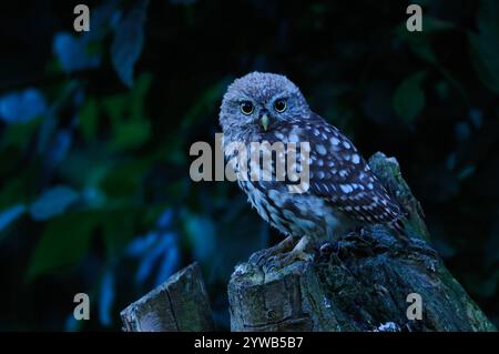 Zur blauen Stunde... Steinkauz Athene noctua , Jungvogel im allerersten Dämmerungslicht, Eule in der Nacht, Deutschland *** ora blu... Gufo *Athene noctua*, giovane uccello al primo crepuscolo, giovane gufo di notte, Germania, Europa. all'ora blu... Gufo *Athene noctua*, giovane uccello al primo crepuscolo, gufo di notte, Germania, Europa. Nordrhein-Westfalen Deutschland, Westeuropa Foto Stock