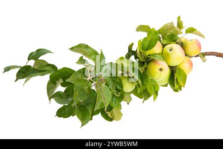 ramificazione con mele isolate su sfondo bianco Foto Stock