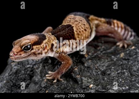 Geco della coda adiposa (emitheconyx caudicinctus) Foto Stock