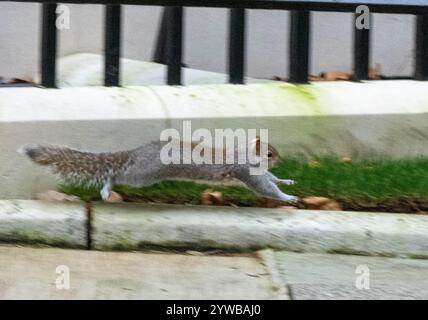 Londra, Regno Unito. 10 dicembre 2024. A Gray Squirrel ( Sciurus carolinensis ) ama suonare a Downing Street Londra Regno Unito Ian Credit: Ian Davidson/Alamy Live News Foto Stock