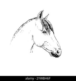 Vettoriale disegnato a mano disegna la testa di cavallo isolata su sfondo bianco Illustrazione Vettoriale