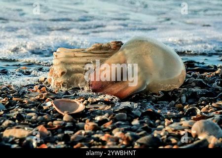 Isola di Palms, Stati Uniti. 6 dicembre 2024. A Cannonball Jellyfish lavata a riva dalle maree in arrivo sulla spiaggia, il 6 dicembre 2024 a Isle of Palms, Carolina del Sud. Le meduse di Cannonball, chiamate anche meduse, sono il cibo primario per le tartarughe marine di peatherback e spesso si lavano sulle spiagge di tutto il basso paese. Crediti: Richard Ellis/Richard Ellis/Alamy Live News Foto Stock