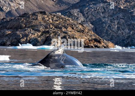 Pinna dorsale e schiena con cicatrici di una megattere subacquea ( Megaptera novaeangliae). Fiordo di Ammassalik, Groenlandia orientale, Danimarca, Nord America Foto Stock