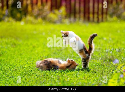 simpatico gattino che gioca e salta sul gatto in estate, giorno di sole sull'erba verde Foto Stock